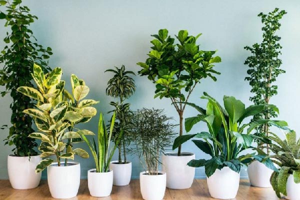 10 loại cây cảnh nên trồng trong nhà vì vừa thanh lọc không khí lại giúp gia chủ tấn tài tấn lộc