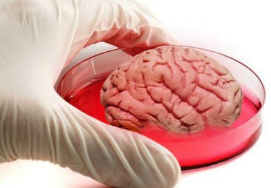 Các nhà khoa học Mỹ nuôi được "bộ não mini" sống tới 9 tháng trong ống nghiệm
