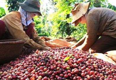 Người trồng cà phê Việt Nam và nỗi lo được mùa mất giá